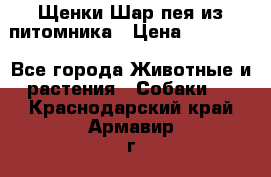 Щенки Шар пея из питомника › Цена ­ 25 000 - Все города Животные и растения » Собаки   . Краснодарский край,Армавир г.